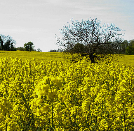 France Field