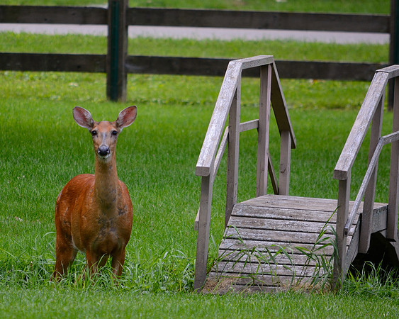 Deer