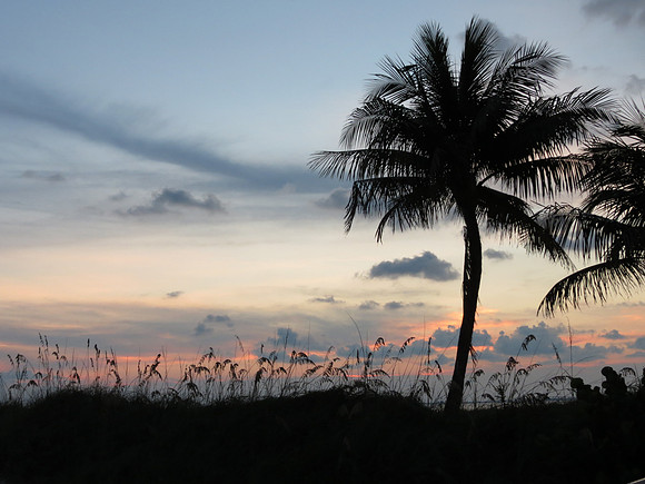 sunset palm tree