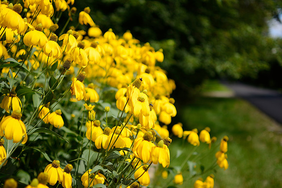 Yellow flowers