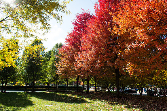 Chicago Park